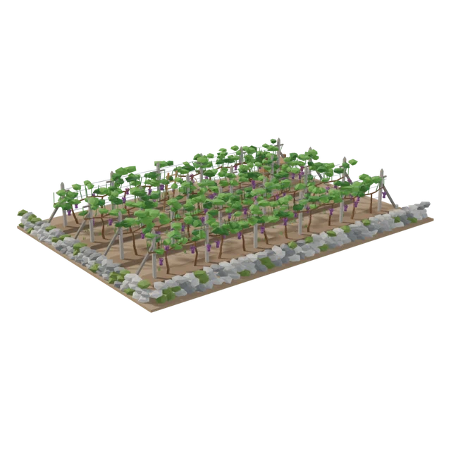 Vineyard